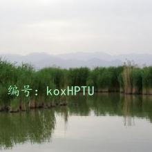ͨ